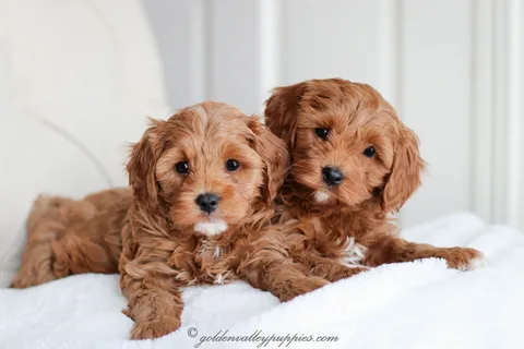 Everything You Need to Know Before Bringing a Cavapoo Puppy Home Cavapoo Puppies