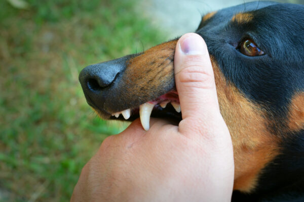 Top Benefits of Hiring a Dog Bite Attorney Las Vegas NV Residents Trust dog bite attorney las vegas nv